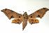  ( - ANIC Gen No. 003332)  @14 [ ] Copyright (2010) Unspecified Australia National Insect Collection