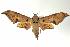  ( - ANIC Gen No. 003333)  @14 [ ] Copyright (2010) Unspecified Australia National Insect Collection
