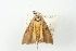  ( - ANIC Gen No. 003453)  @13 [ ] Copyright (2010) Unspecified Australia National Insect Collection