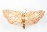  ( - ANIC Gen No. 003465)  @13 [ ] Copyright (2010) Unspecified Australia National Insect Collection
