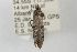  ( - ANIC Gen No. 003496)  @11 [ ] Copyright (2010) Unspecified Australia National Insect Collection