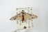  ( - ANIC Gen No. 003497)  @11 [ ] Copyright (2010) Unspecified Australia National Insect Collection