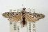  ( - ANIC Gen No. 003498)  @11 [ ] Copyright (2010) Unspecified Australia National Insect Collection