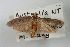  ( - ANIC Gen No. 003510)  @11 [ ] Copyright (2010) Unspecified Australia National Insect Collection