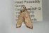  ( - ANIC Gen No. 003513)  @12 [ ] Copyright (2010) Unspecified Australia National Insect Collection