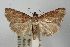  ( - ANIC Gen No. 003529)  @11 [ ] Copyright (2010) Unspecified Australia National Insect Collection