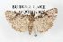  ( - ANIC Gen No. 003538)  @13 [ ] Copyright (2010) Unspecified Australia National Insect Collection