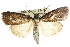  ( - ANIC Gen No. 003616)  @11 [ ] CreativeCommons - Attribution (2011) ANIC/CBG Photography Group Centre for Biodiversity Genomics