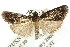  ( - ANIC Gen No. 003618)  @13 [ ] CreativeCommons - Attribution (2011) ANIC/CBG Photography Group Centre for Biodiversity Genomics