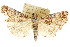 ( - ANIC Gen No. 003629)  @15 [ ] CreativeCommons - Attribution (2011) ANIC/CBG Photography Group Centre for Biodiversity Genomics