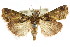  ( - ANIC Gen No. 003642)  @11 [ ] CreativeCommons - Attribution (2011) ANIC/CBG Photography Group Centre for Biodiversity Genomics