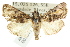  ( - ANIC Gen No. 003645)  @15 [ ] CreativeCommons - Attribution (2011) ANIC/CBG Photography Group Centre for Biodiversity Genomics