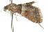  ( - ANIC Gen No. 003672)  @12 [ ] CreativeCommons - Attribution (2011) ANIC/CBG Photography Group Centre for Biodiversity Genomics
