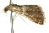  ( - ANIC Gen No. 003673)  @12 [ ] CreativeCommons - Attribution (2011) ANIC/CBG Photography Group Centre for Biodiversity Genomics