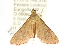  ( - ANIC Gen No. 003676)  @12 [ ] CreativeCommons - Attribution (2011) ANIC/CBG Photography Group Centre for Biodiversity Genomics