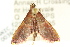  ( - ANIC Gen No. 003677)  @14 [ ] CreativeCommons - Attribution (2011) ANIC/CBG Photography Group Centre for Biodiversity Genomics
