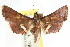  ( - ANIC Gen No. 003683)  @11 [ ] CreativeCommons - Attribution (2011) ANIC/CBG Photography Group Centre for Biodiversity Genomics