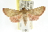  ( - ANIC Gen No. 003695)  @14 [ ] CreativeCommons - Attribution (2011) ANIC/CBG Photography Group Centre for Biodiversity Genomics