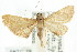  ( - ANIC Gen No. 003696)  @11 [ ] CreativeCommons - Attribution (2011) ANIC/CBG Photography Group Centre for Biodiversity Genomics