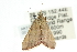  ( - ANIC Gen No. 003698)  @13 [ ] CreativeCommons - Attribution (2011) ANIC/CBG Photography Group Centre for Biodiversity Genomics