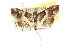  ( - ANIC Gen No. 003703)  @11 [ ] CreativeCommons - Attribution (2011) ANIC/CBG Photography Group Centre for Biodiversity Genomics