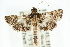  ( - ANIC Gen No. 003706)  @11 [ ] CreativeCommons - Attribution (2011) ANIC/CBG Photography Group Centre for Biodiversity Genomics