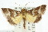  ( - ANIC Gen No. 003713)  @11 [ ] CreativeCommons - Attribution (2011) ANIC/CBG Photography Group Centre for Biodiversity Genomics