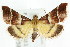  (Persicoptera pulchrinalis - ANIC Gen No. 003714)  @11 [ ] CreativeCommons - Attribution (2011) ANIC/CBG Photography Group Centre for Biodiversity Genomics