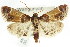  (Pyralis farinalis - ANIC Gen No. 003722)  @15 [ ] CreativeCommons - Attribution (2011) ANIC/CBG Photography Group Centre for Biodiversity Genomics