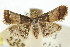  ( - ANIC Gen No. 003728)  @11 [ ] CreativeCommons - Attribution (2011) ANIC/CBG Photography Group Centre for Biodiversity Genomics