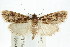  ( - ANIC Gen No. 003731)  @14 [ ] CreativeCommons - Attribution (2011) ANIC/CBG Photography Group Centre for Biodiversity Genomics
