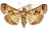  (Gauna aegusalis - ANIC Gen No. 003765)  @15 [ ] CreativeCommons - Attribution (2011) ANIC/CBG Photography Group Centre for Biodiversity Genomics