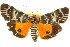 ( - ANIC Gen No. 003784)  @11 [ ] CreativeCommons - Attribution (2011) ANIC/CBG Photography Group Centre for Biodiversity Genomics