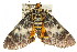  ( - ANIC Gen No. 003785)  @11 [ ] CreativeCommons - Attribution (2011) ANIC/CBG Photography Group Centre for Biodiversity Genomics