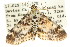  (Cardamyla didymalis - ANIC Gen No. 003787)  @14 [ ] CreativeCommons - Attribution (2011) ANIC/CBG Photography Group Centre for Biodiversity Genomics