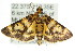  (Cardamyla hercophora - ANIC Gen No. 003790)  @14 [ ] CreativeCommons - Attribution (2011) ANIC/CBG Photography Group Centre for Biodiversity Genomics