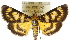  ( - ANIC Gen No. 003791)  @11 [ ] CreativeCommons - Attribution (2011) ANIC/CBG Photography Group Centre for Biodiversity Genomics