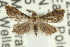  ( - ANIC Gen No. 003905)  @11 [ ] CreativeCommons - Attribution (2011) ANIC/CBG Photography Group Centre for Biodiversity Genomics