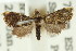  ( - ANIC Gen No. 003906)  @11 [ ] CreativeCommons - Attribution (2011) ANIC/CBG Photography Group Centre for Biodiversity Genomics