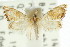  ( - ANIC Gen No. 003908)  @11 [ ] CreativeCommons - Attribution (2011) ANIC/CBG Photography Group Centre for Biodiversity Genomics
