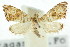  ( - ANIC Gen No. 003909)  @11 [ ] CreativeCommons - Attribution (2011) ANIC/CBG Photography Group Centre for Biodiversity Genomics