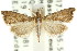 ( - ANIC Gen No. 003911)  @11 [ ] CreativeCommons - Attribution (2011) ANIC/CBG Photography Group Centre for Biodiversity Genomics