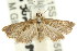  ( - ANIC Gen No. 003912)  @11 [ ] CreativeCommons - Attribution (2011) ANIC/CBG Photography Group Centre for Biodiversity Genomics