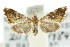  ( - ANIC Gen No. 003913)  @11 [ ] CreativeCommons - Attribution (2011) ANIC/CBG Photography Group Centre for Biodiversity Genomics