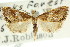  ( - ANIC Gen No. 003915)  @11 [ ] CreativeCommons - Attribution (2011) ANIC/CBG Photography Group Centre for Biodiversity Genomics