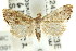  (Glaucocharis stenura - ANIC Gen No. 003917)  @14 [ ] CreativeCommons - Attribution (2011) ANIC/CBG Photography Group Centre for Biodiversity Genomics