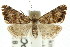  ( - ANIC Gen No. 003918)  @11 [ ] CreativeCommons - Attribution (2011) ANIC/CBG Photography Group Centre for Biodiversity Genomics