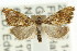  ( - ANIC Gen No. 003921)  @11 [ ] CreativeCommons - Attribution (2011) ANIC/CBG Photography Group Centre for Biodiversity Genomics