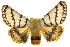  ( - 10ANIC-00041)  @15 [ ] CreativeCommons - Attribution (2010) CBG Photography Group Centre for Biodiversity Genomics
