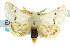  ( - 10ANIC-00051)  @15 [ ] CreativeCommons - Attribution (2010) CBG Photography Group Centre for Biodiversity Genomics